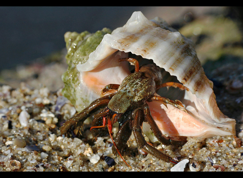 Clibanarius erythropus &. Rapana venosa