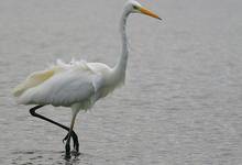 Czapla biała (Egretta alba)