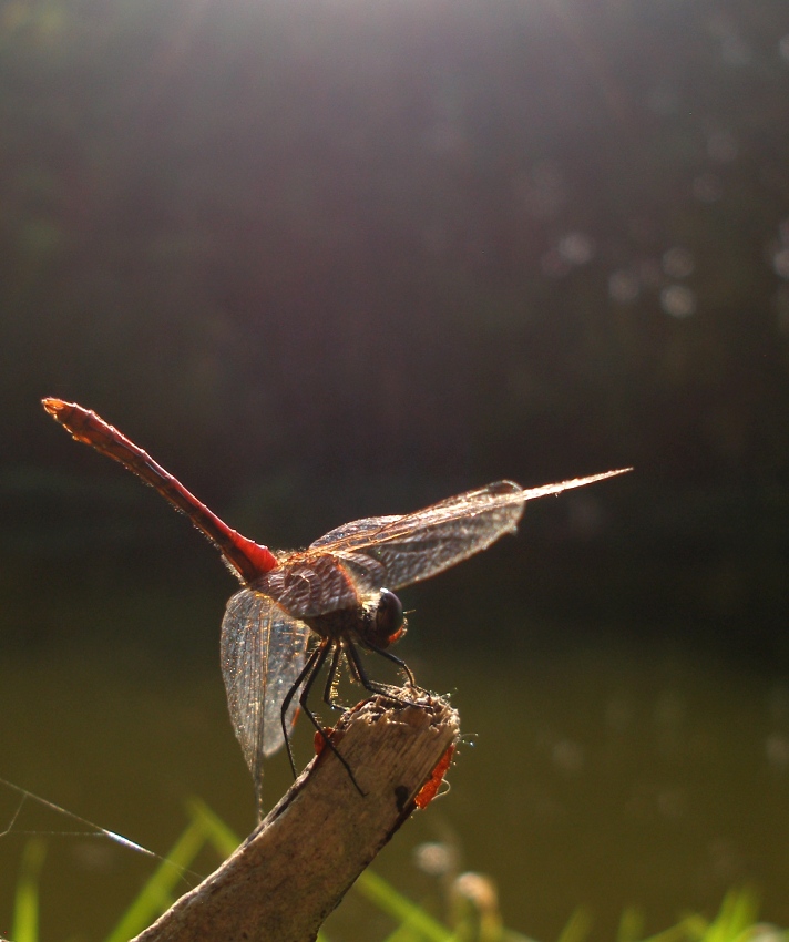 dragonfly