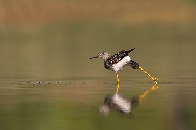 Brodziec żółtonogi - Lesser Yellowlegs