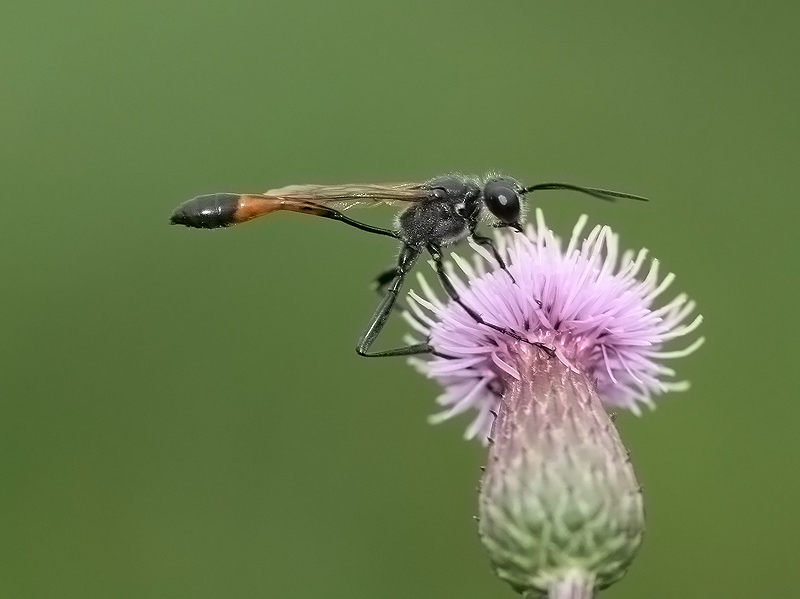 Choć przez chwilę poczuć się jak motyl...bezcenne