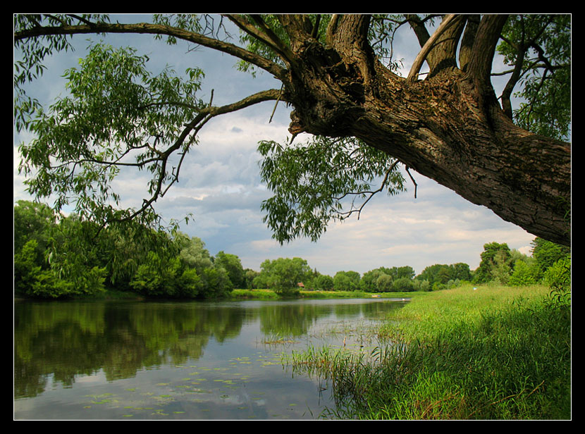 Narew