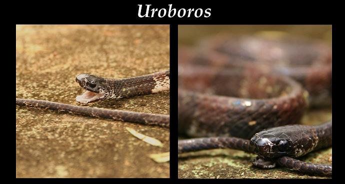 uroboros