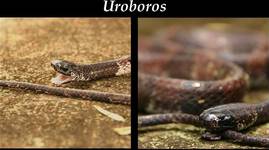 uroboros