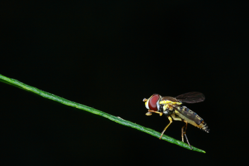 Syrphid Fly - Toxomerus occidentalis