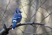 Blue Jay