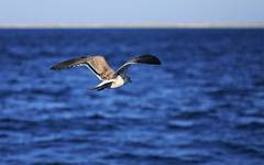 sea gull (2)