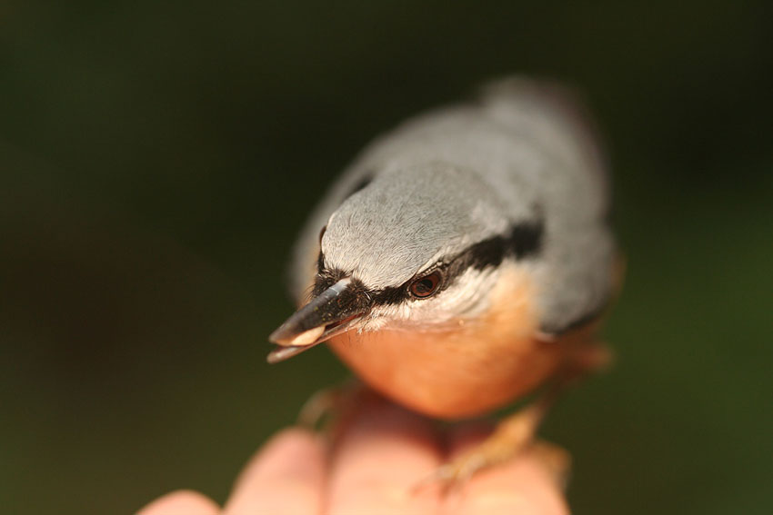 makro kowalika