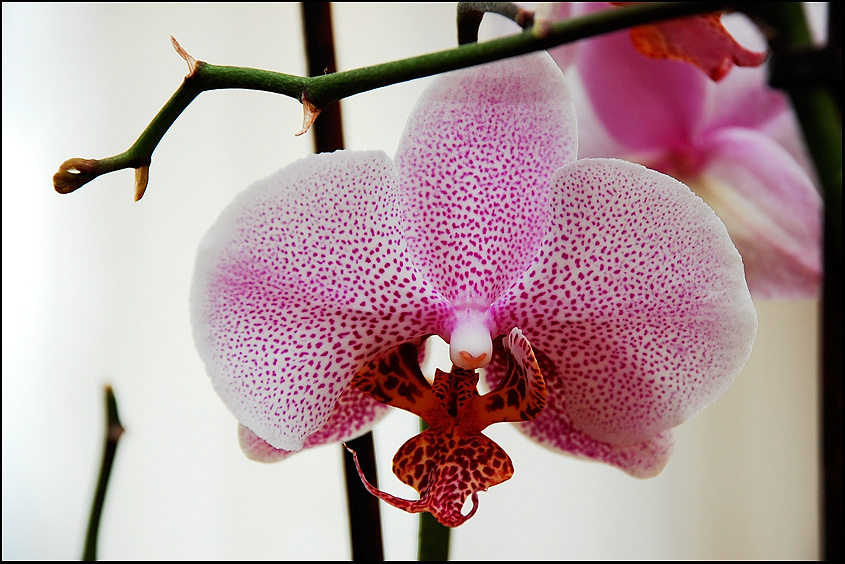 Orchid.