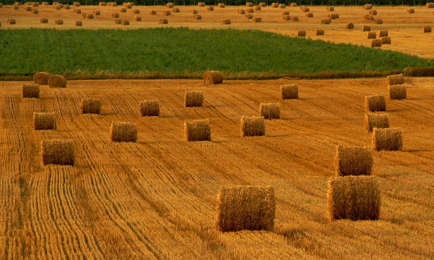 szpulki nadnoteckie ....