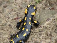 salamandra leniwa