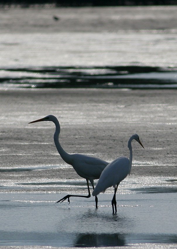 Czaple białe (Egretta alba)