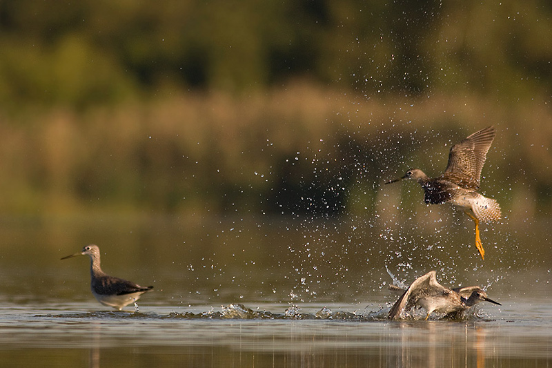 Brodziec żółtonogi - Lesser Yellowlegs