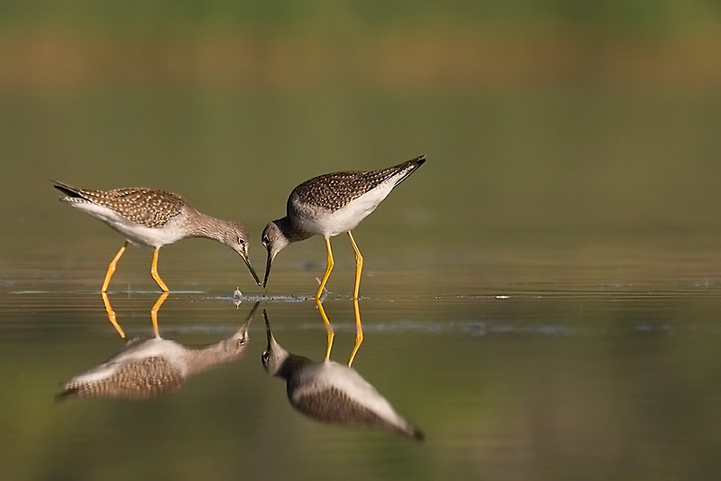 Brodziec żółtonogi - Lesser Yellowlegs