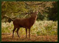 Jeleń szlachetny (Cervus elaphus), Richmond Park, Londyn