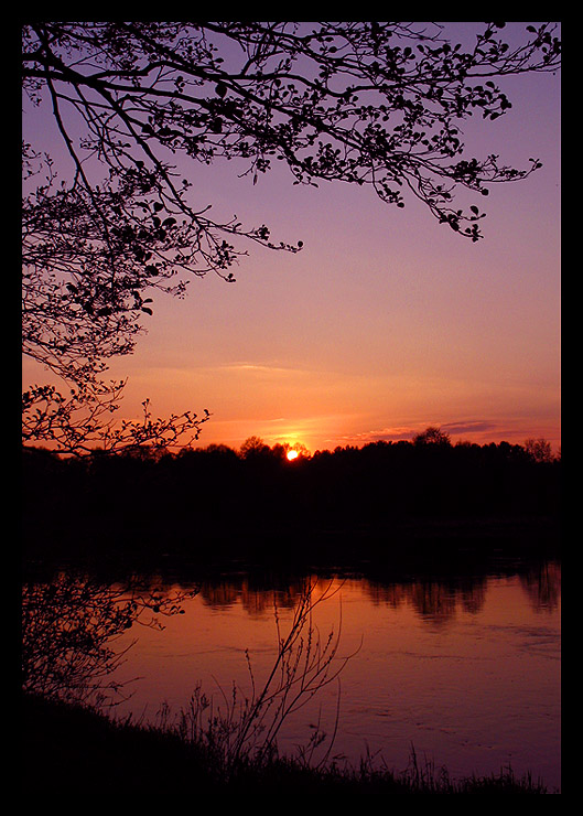 Narew