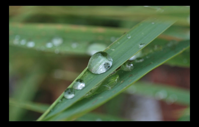 drops of dew