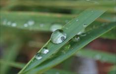 drops of dew