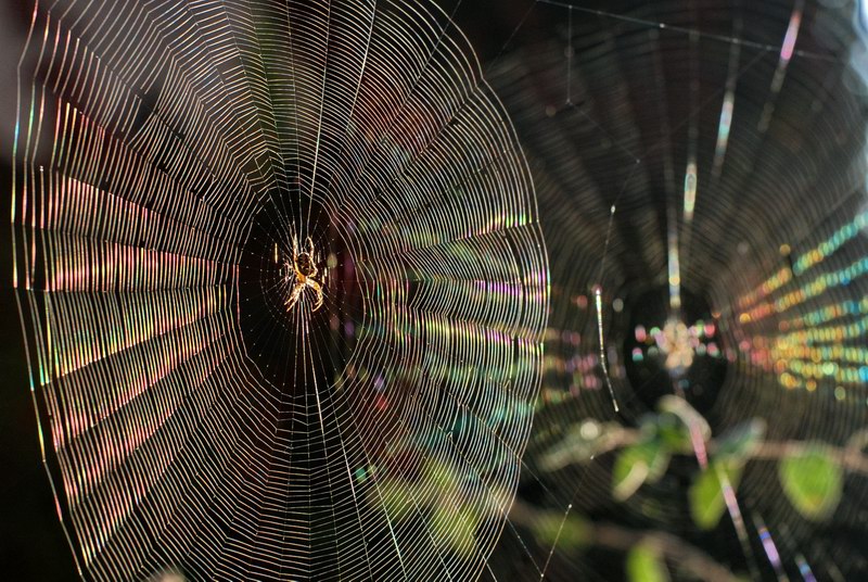 spider in the sunrise