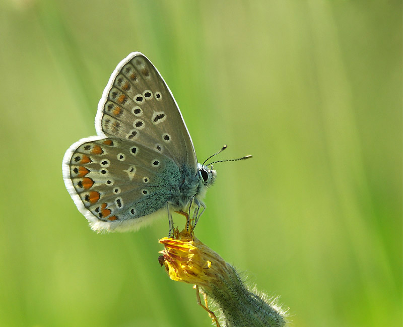 Modraszek Ikar (Polyommatus icarus)