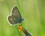 Modraszek Ikar (Polyommatus icarus)