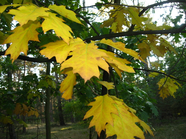 Liście