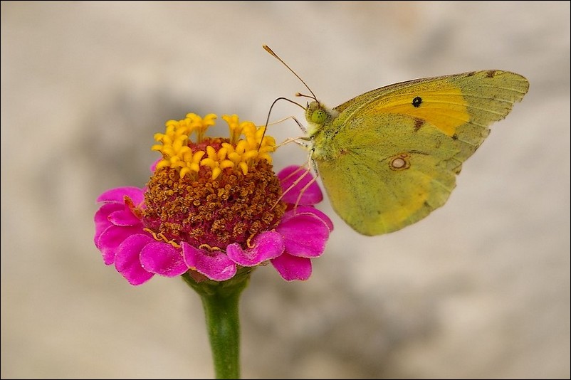 Motyl