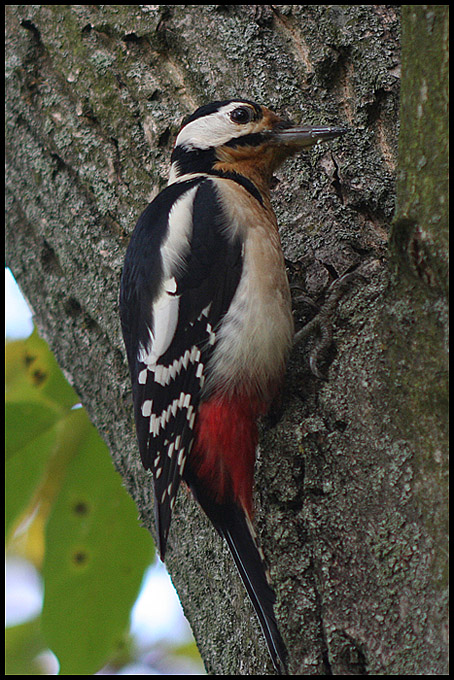 Dzięcioł duży (Dendrocopos major)