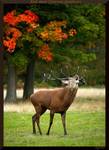 Jeleń szlachetny - Red deer (Cervus elaphus)