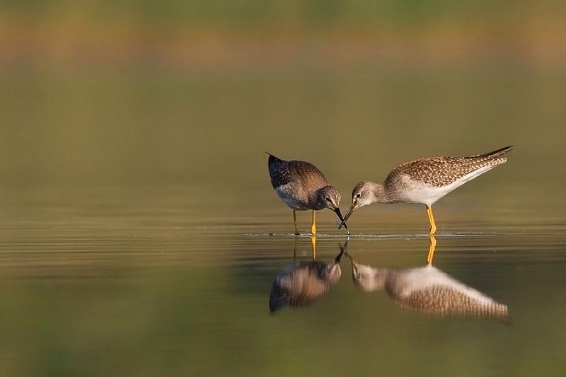 Brodziec żółtonogi - Lesser Yellowlegs