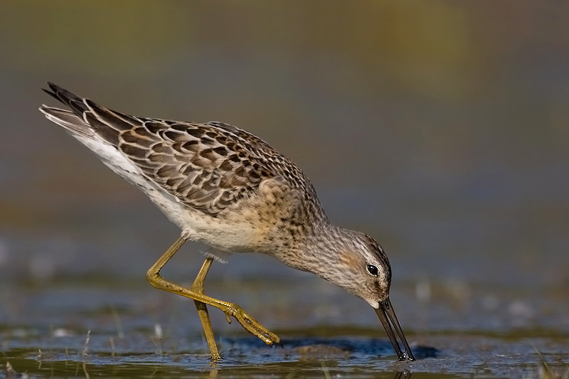 Brodziec żółtonogi - Lesser Yellowlegs