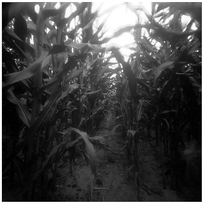 * ( cornfield / inside )