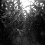 * ( cornfield / inside )