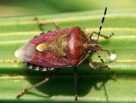 Plusknia Jagodziak (Dolycoris baccarum)