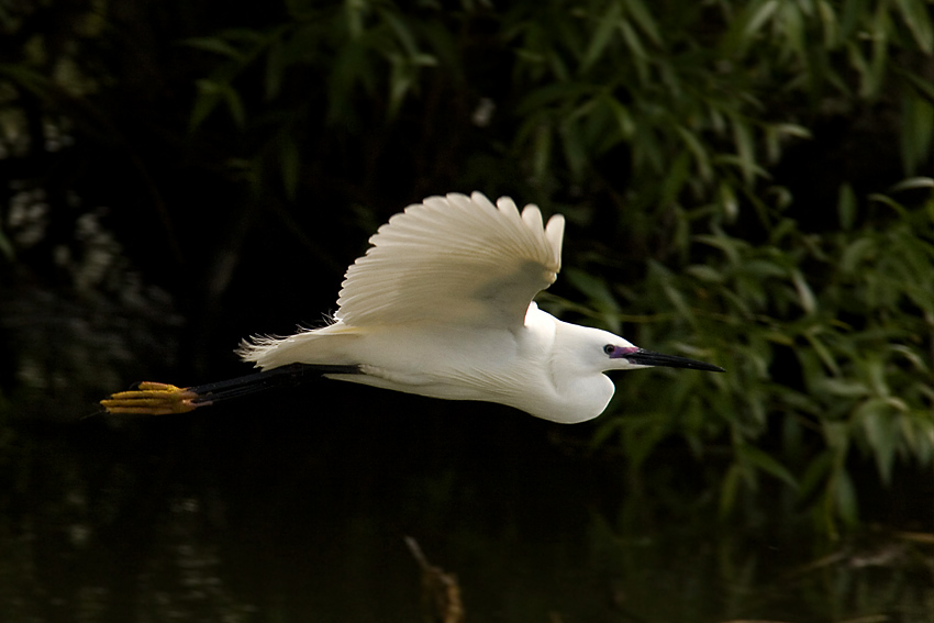 Czapla nadobna (Egretta garzetta)