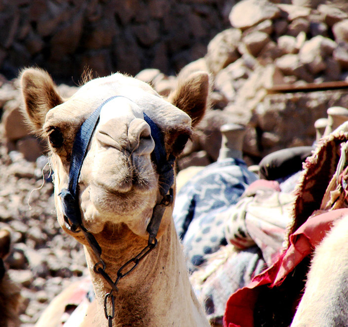 camel