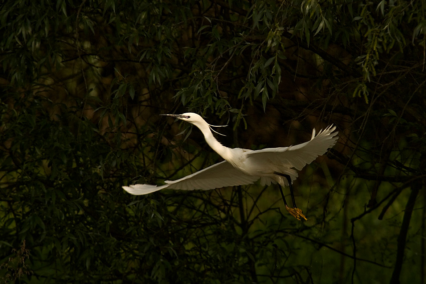 Czapla nadobna (Egretta garzetta)