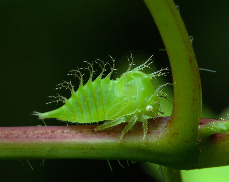 Hopper Nymph