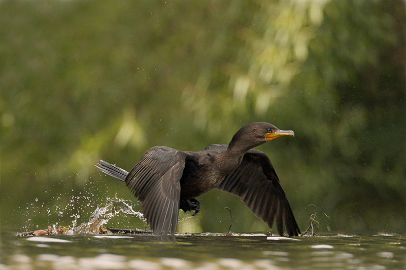 kormoran