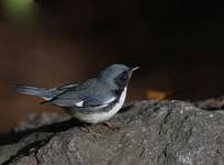 Black-throated Blue Warbler