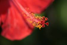 hibiskus.