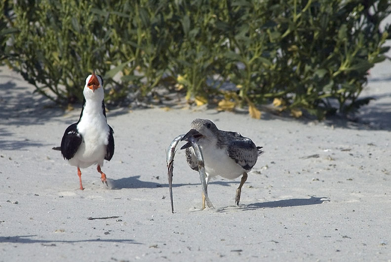 Brzytwodziob, Rynchops niger, Black Skimmer