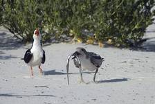 Brzytwodziob, Rynchops niger, Black Skimmer