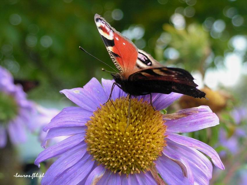 Motyl