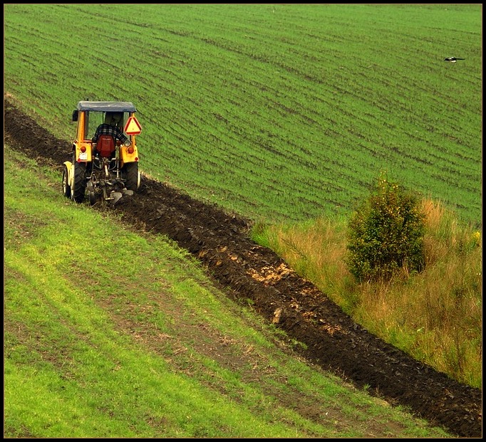 A sroczka leciała