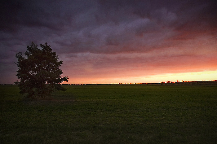 lonley tree