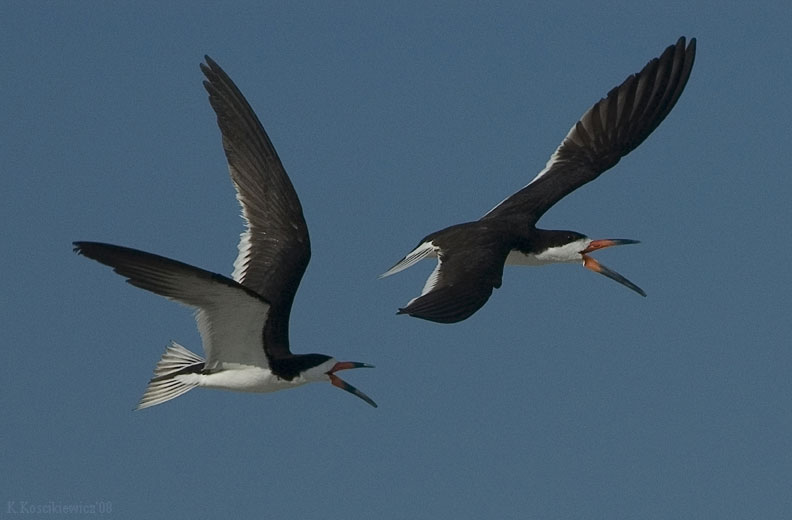 Brzytwodziob, Rynchops niger, Black Skimmer