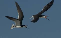 Brzytwodziob, Rynchops niger, Black Skimmer