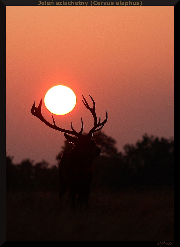 Jeleń szlachetny - Red deer (Cervus elaphus)