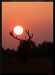 Jeleń szlachetny - Red deer (Cervus elaphus)